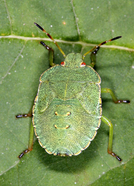 Palomena prasina - Copyright Denis Bourgeois